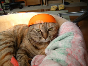 オレンジ猫